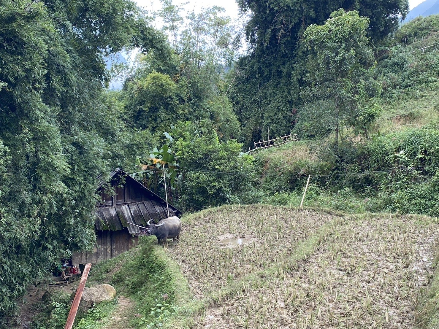 越南｜沙壩景點｜梯田健行，水牛與田