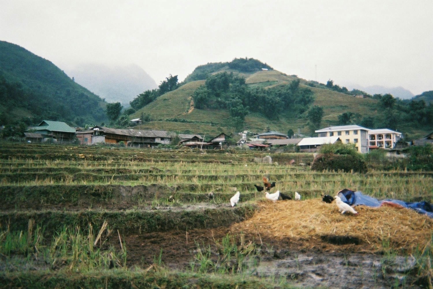 越南｜沙壩景點｜梯田健行