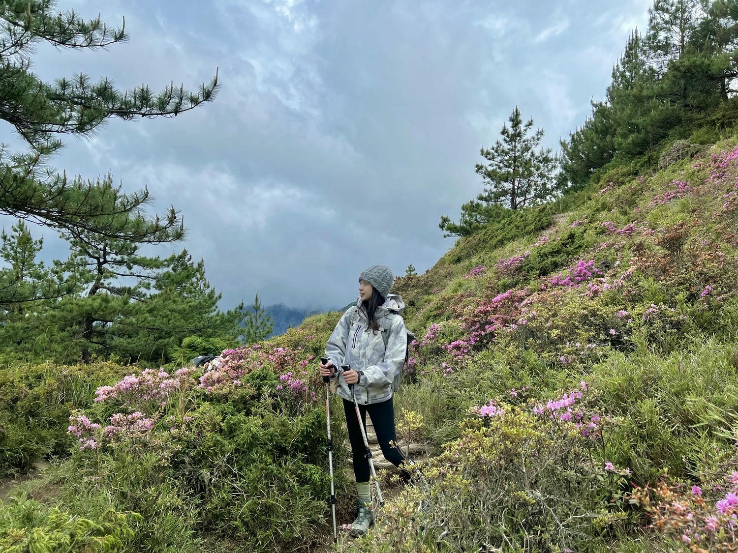 合歡北峰、合歡山杜鵑花