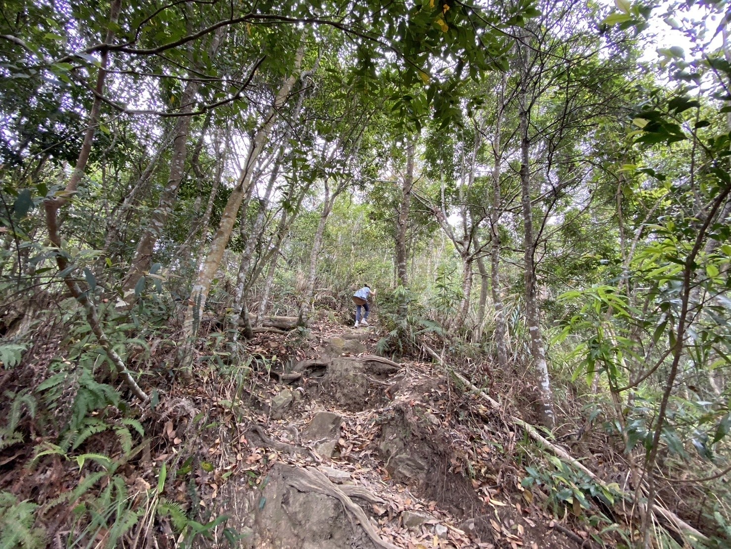 唐麻丹山登山路程紀錄、一路陡上