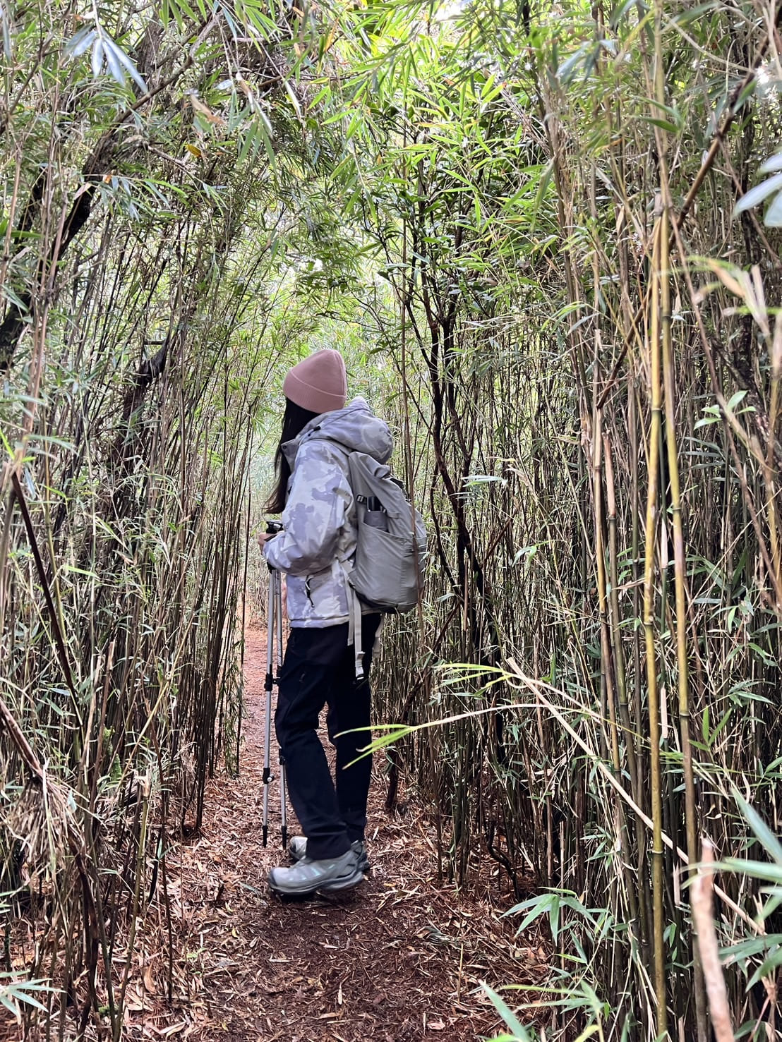 郡大山登山路程紀錄、箭竹林