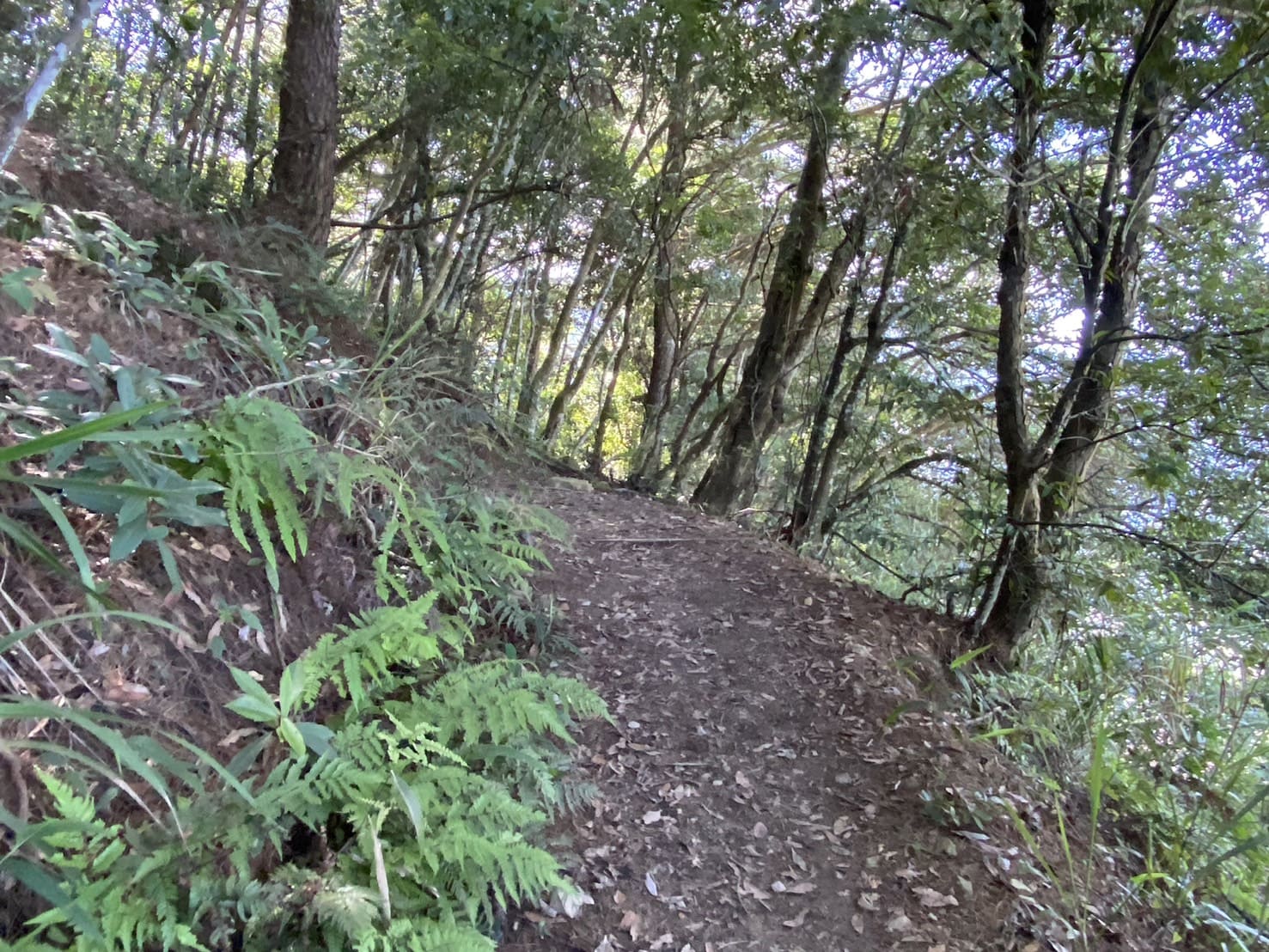 谷關七雄｜東卯山登山路程紀錄｜