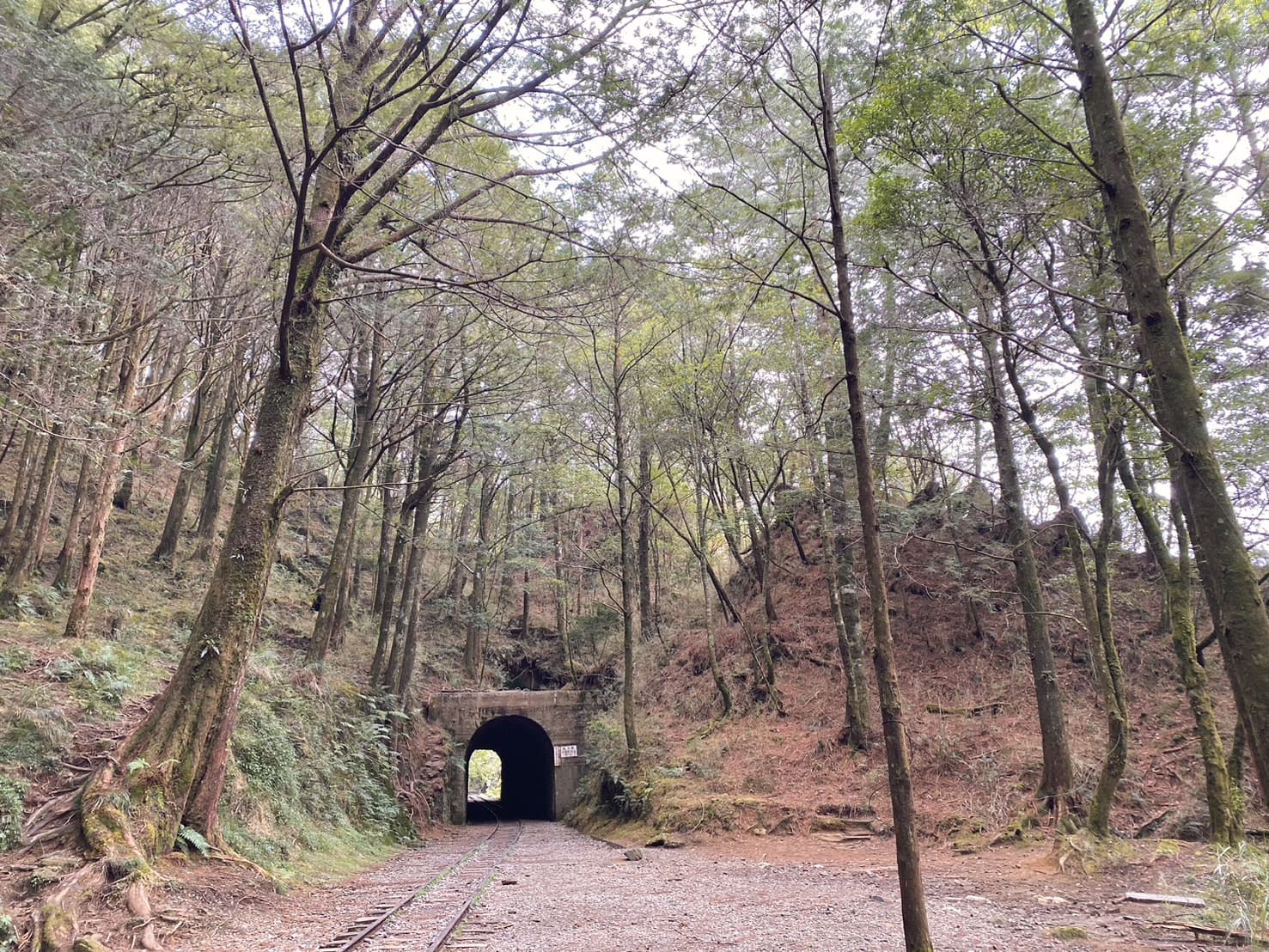 嘉義健行|阿里山眠月線路程紀錄與攻略|美麗的森林鐵道一日遊、眠月線申請、眠月線交通 - 第37張圖 眠月線路程紀錄