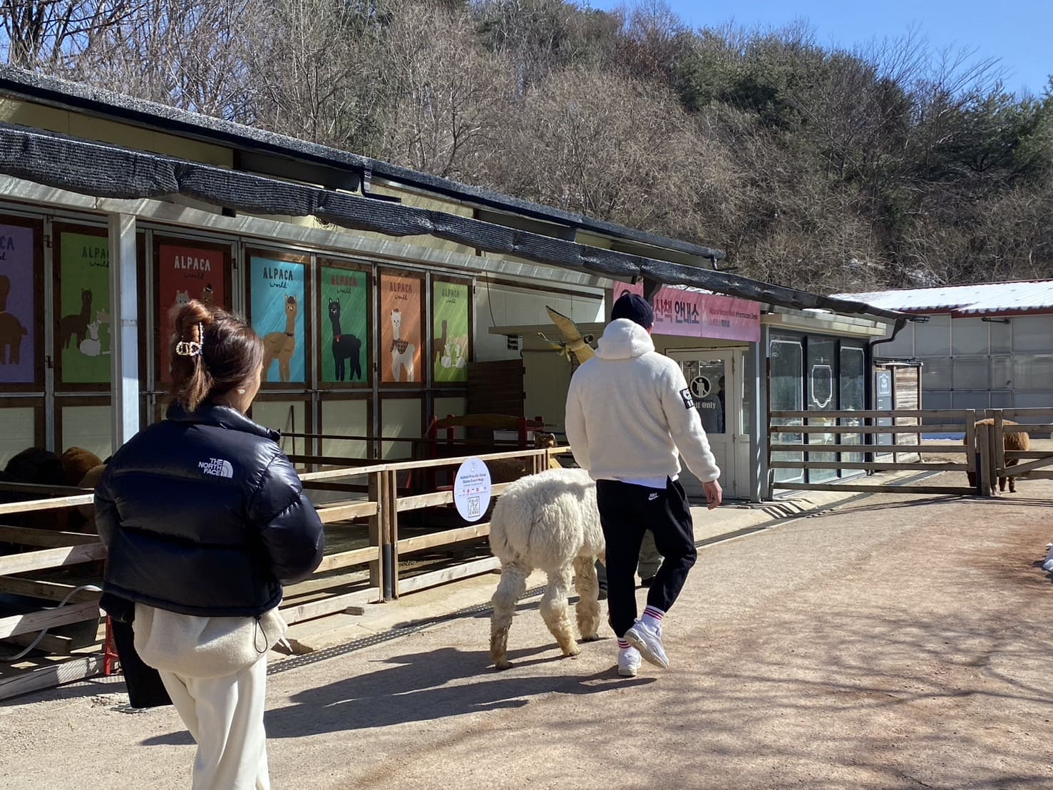 韓國羊駝世界、牽草泥馬散步