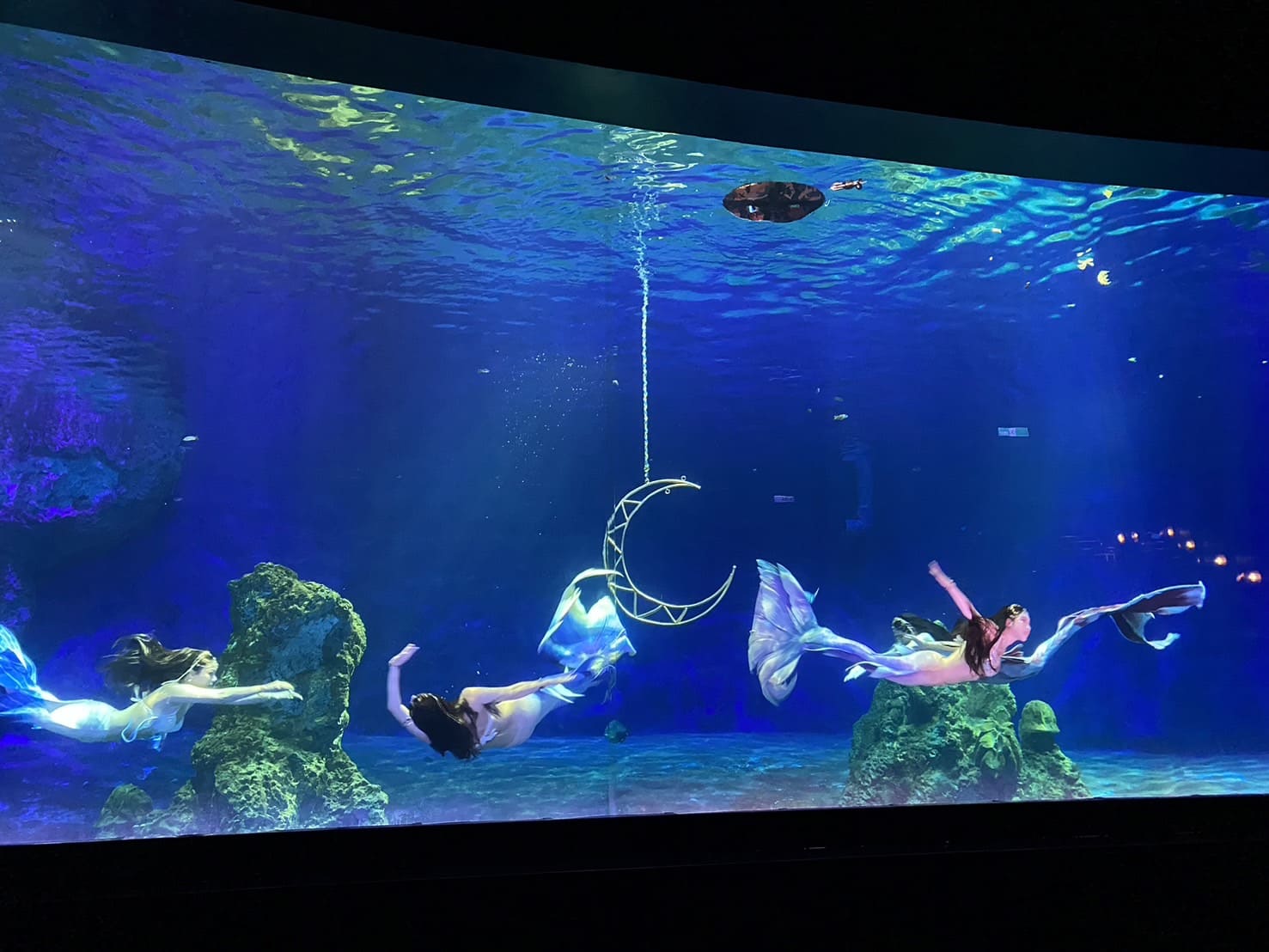 花蓮|遠雄海洋公園、花蓮旅遊補助|振興補助玩花蓮省超大! - 第4張圖 遠雄海洋公園、美人魚實境秀