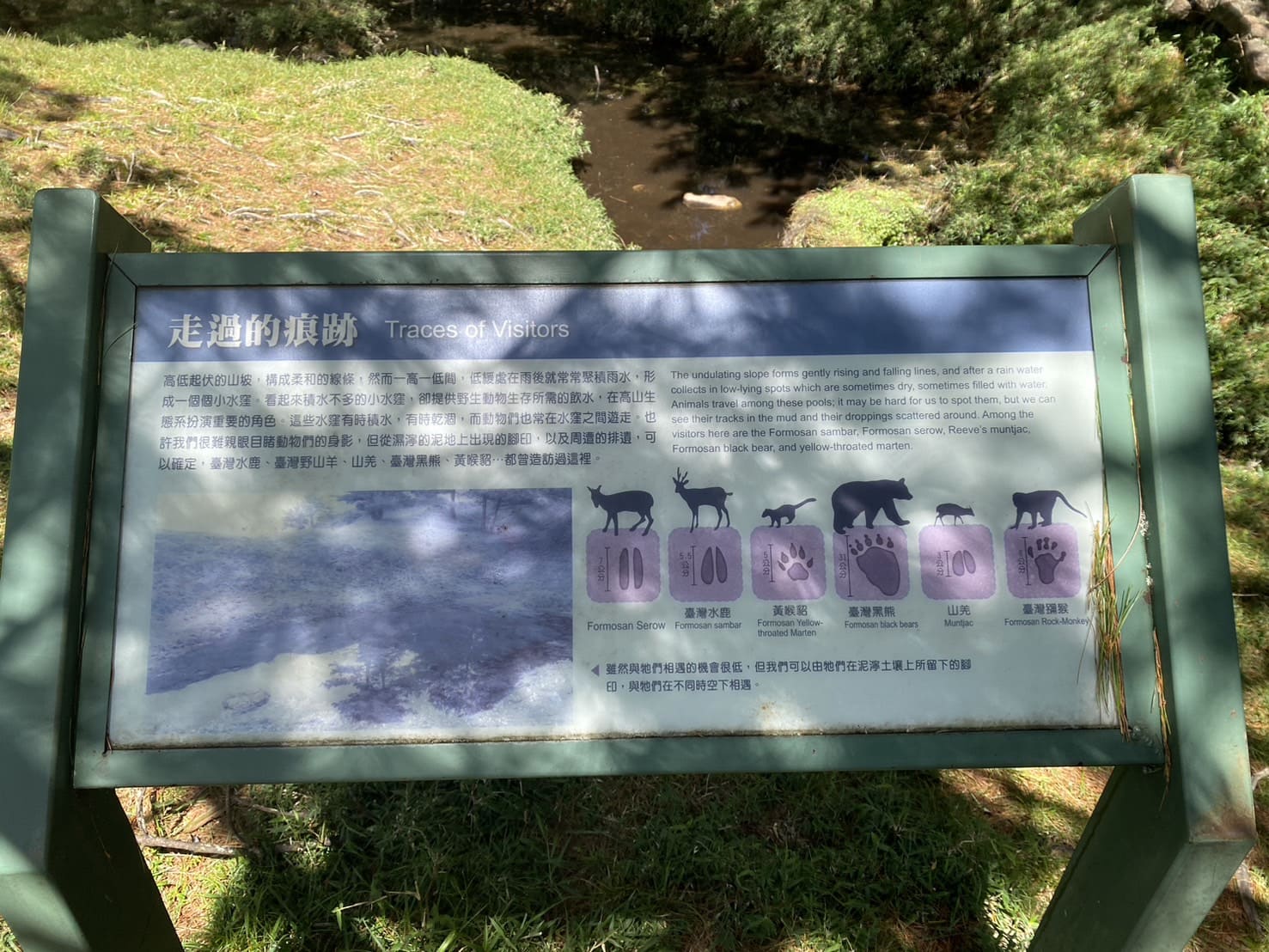 塔塔加三山動物的足跡