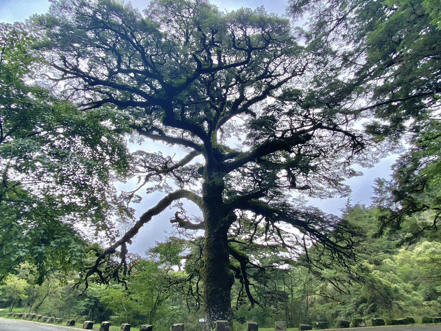 塔塔加大鐵杉