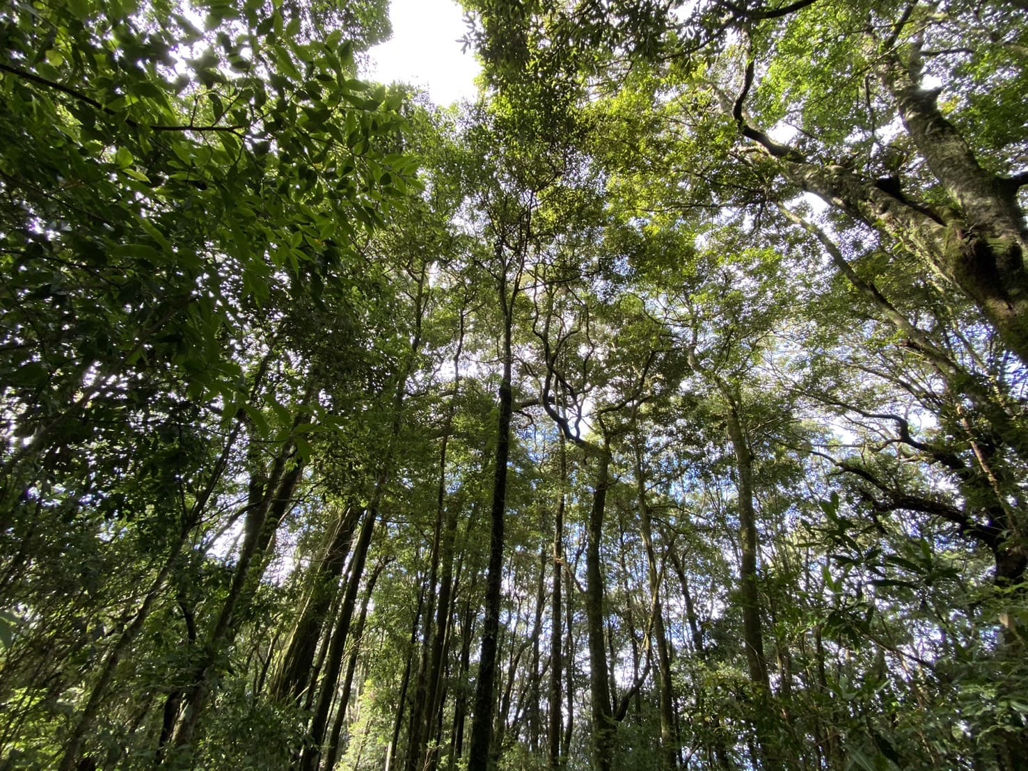 屋我尾山
