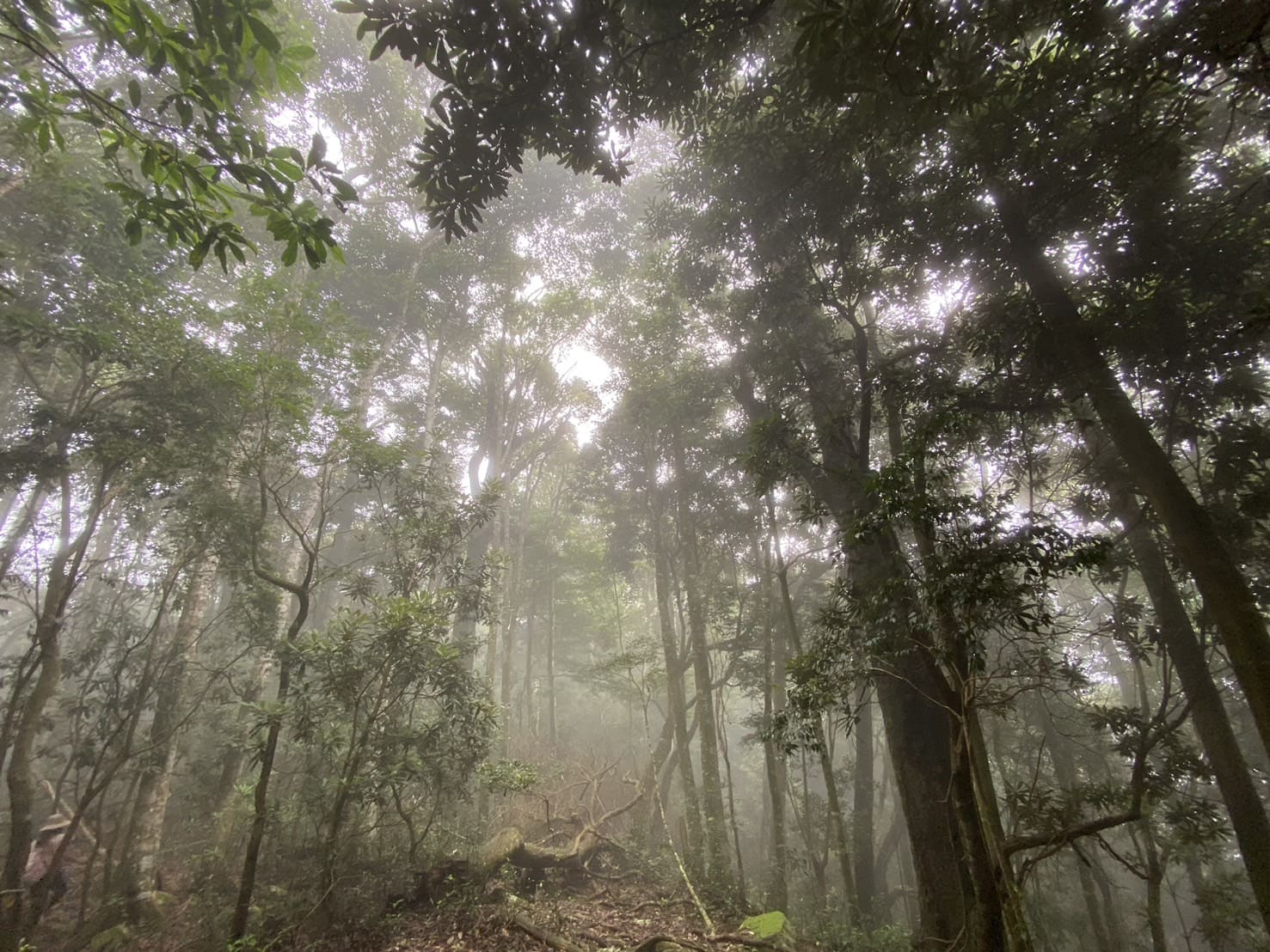 屋我尾山雲霧繚繞