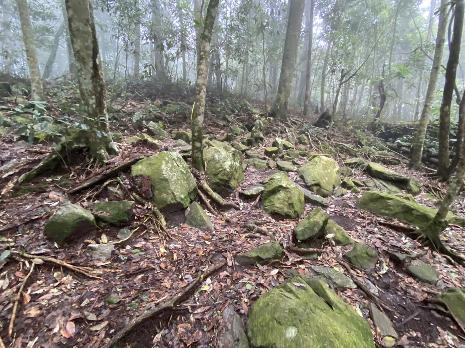 屋我尾山岩石與青苔