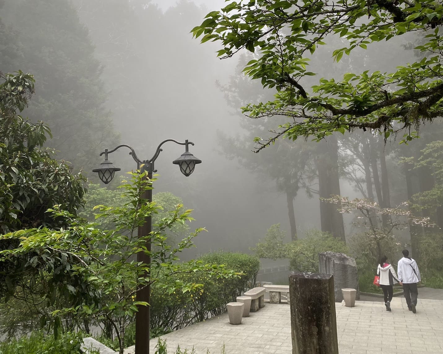 嘉義健行|阿里山眠月線路程紀錄與攻略|美麗的森林鐵道一日遊、眠月線申請、眠月線交通 - 第11張圖 阿里山森之道
