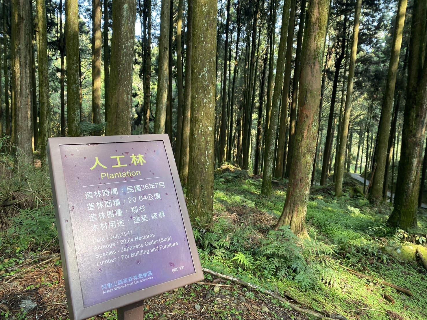 嘉義健行|阿里山眠月線路程紀錄與攻略|美麗的森林鐵道一日遊、眠月線申請、眠月線交通 - 第15張圖 塔山步道