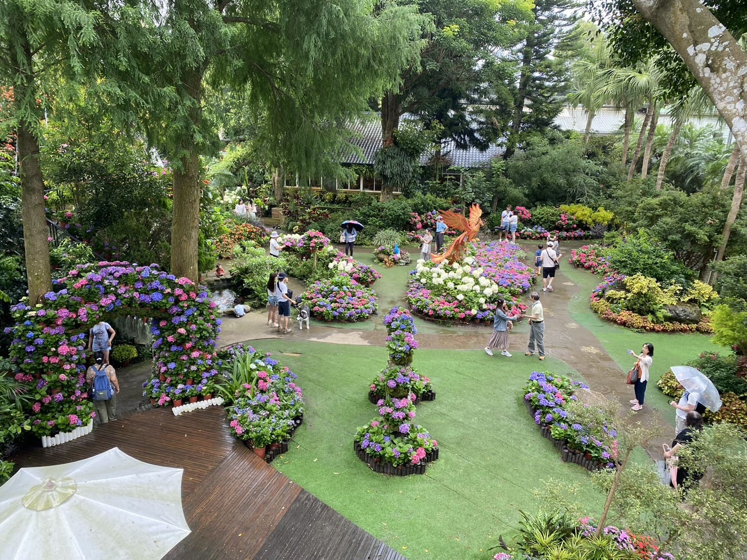 苗栗|卓蘭花露農場|Flower Home、夢幻又繽紛的繡球花海、繡球花季 - 第16張圖 花露休閒農場繡球花