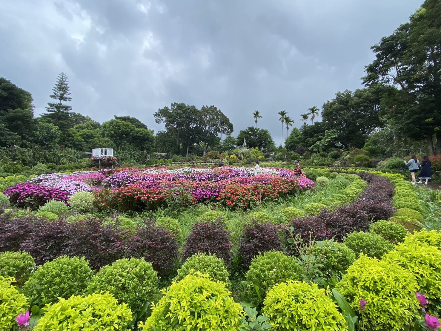 苗栗|卓蘭花露農場|Flower Home、夢幻又繽紛的繡球花海、繡球花季 - 第18張圖 花露休閒農場波波草