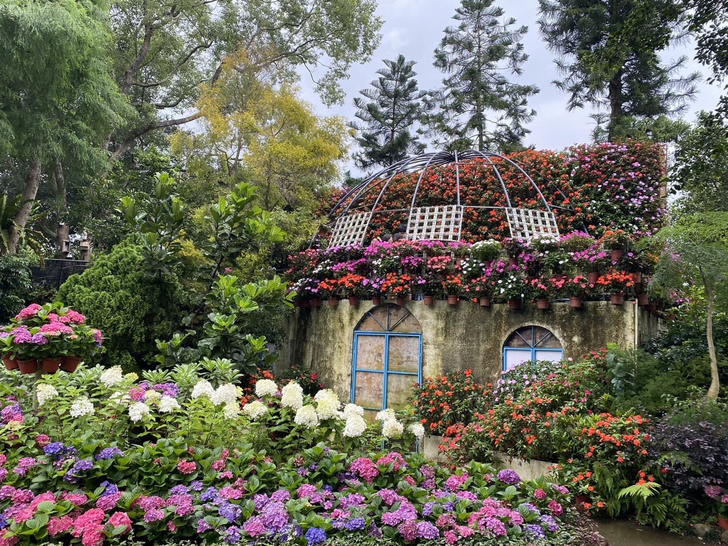苗栗|卓蘭花露農場|Flower Home、夢幻又繽紛的繡球花海、繡球花季 - 第1張圖 花露休閒農場繡球花季