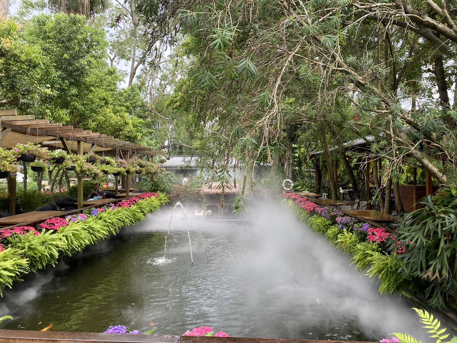 苗栗|卓蘭花露農場|Flower Home、夢幻又繽紛的繡球花海、繡球花季 - 第10張圖 花露休閒農場雨林部落