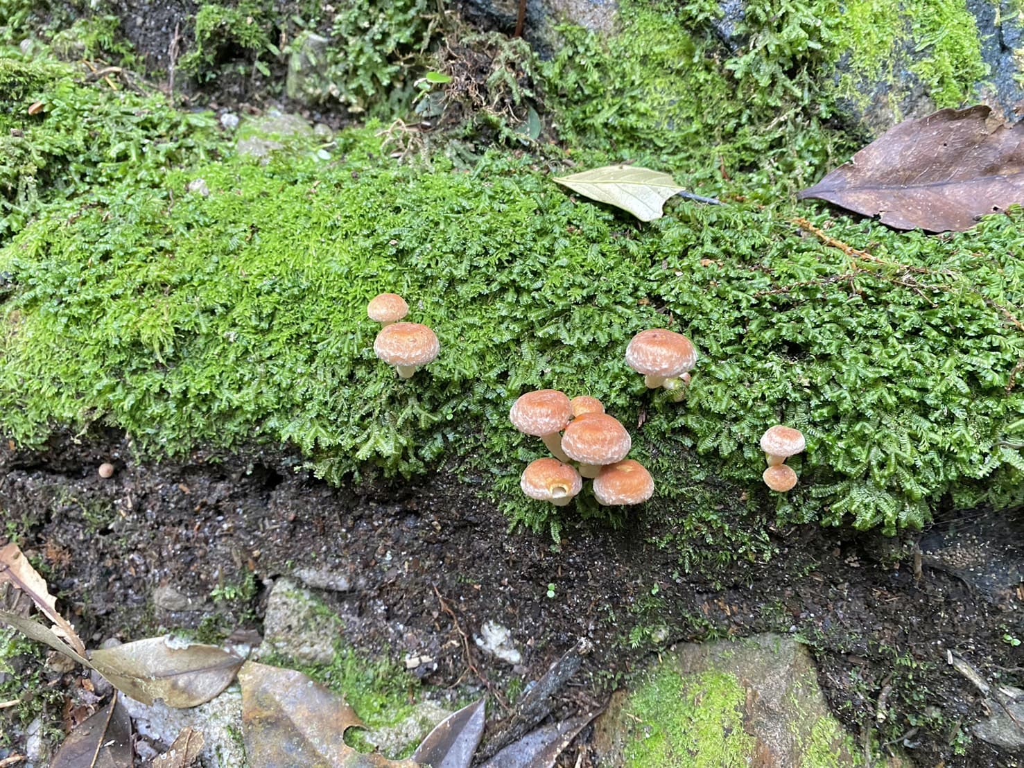 鳶嘴山