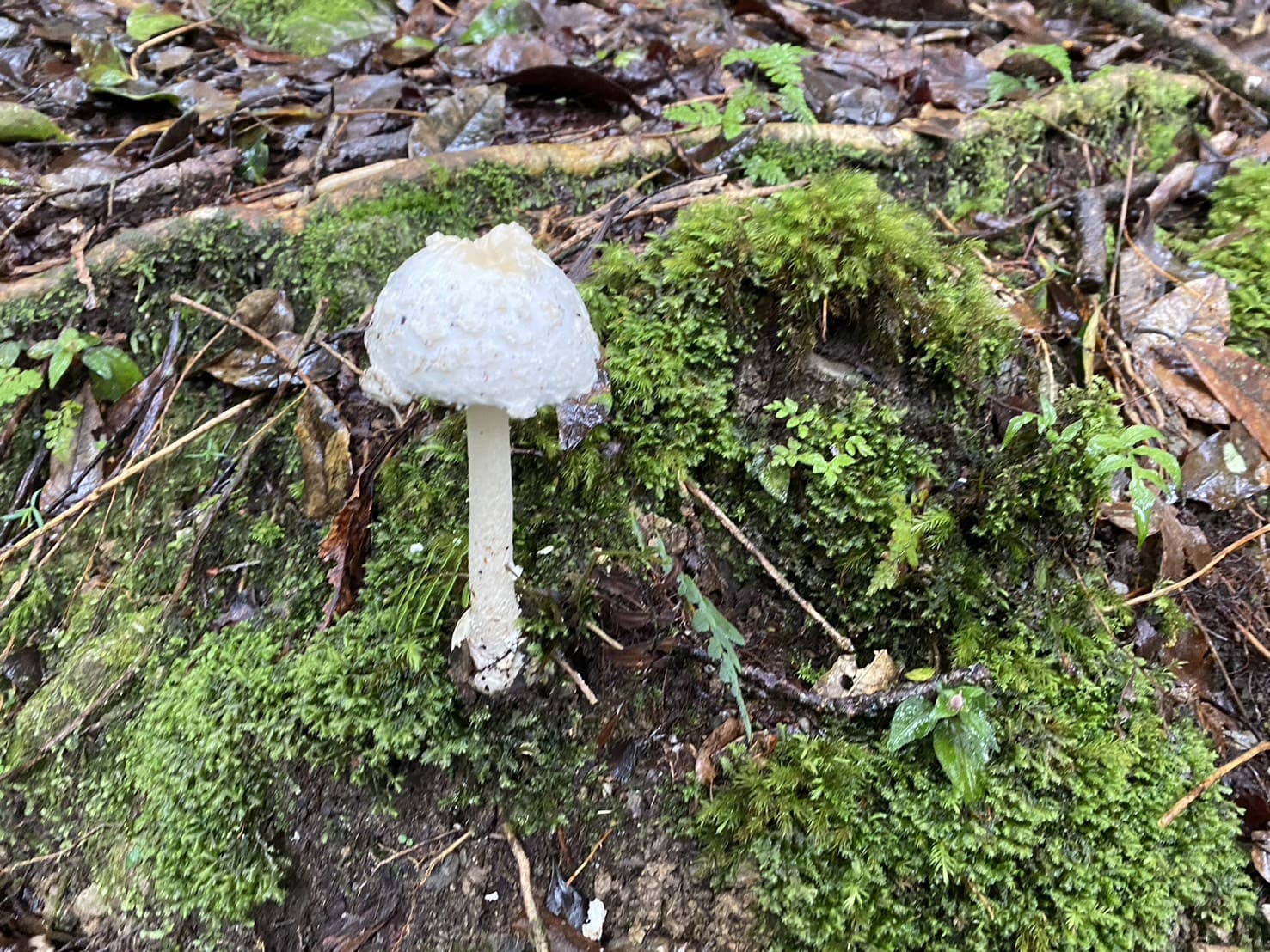 稍來山