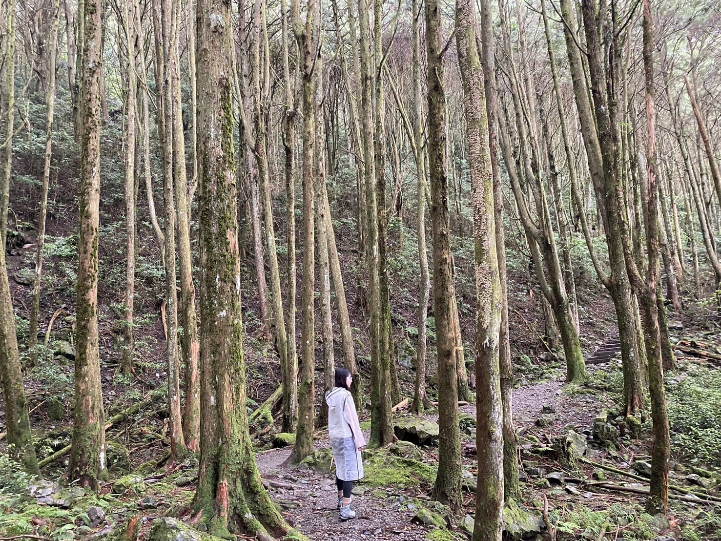 台中登山|橫沙笛縱走登山路程紀錄|享受山林間的療癒時光~橫嶺山、沙蓮山、笛吹山 - 第38張圖 台中小百岳-稍來山