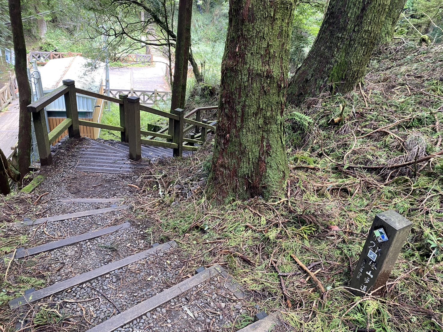嘉義健行|阿里山眠月線路程紀錄與攻略|美麗的森林鐵道一日遊、眠月線申請、眠月線交通 - 第20張圖 阿里山塔山步道