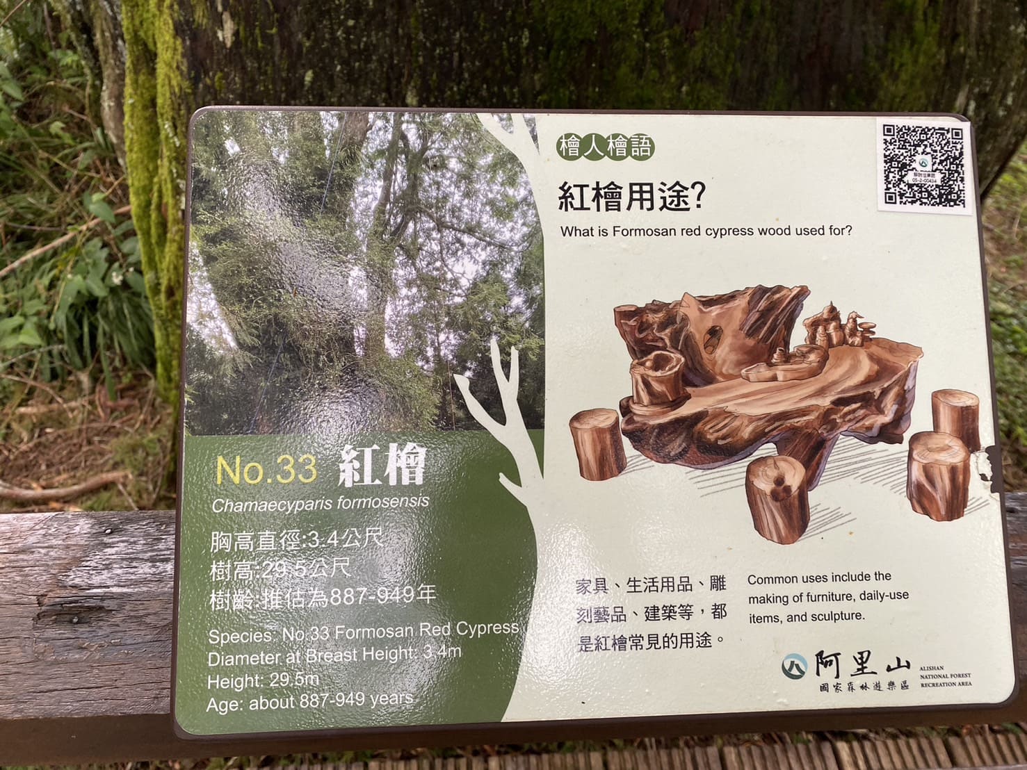 阿里山神木