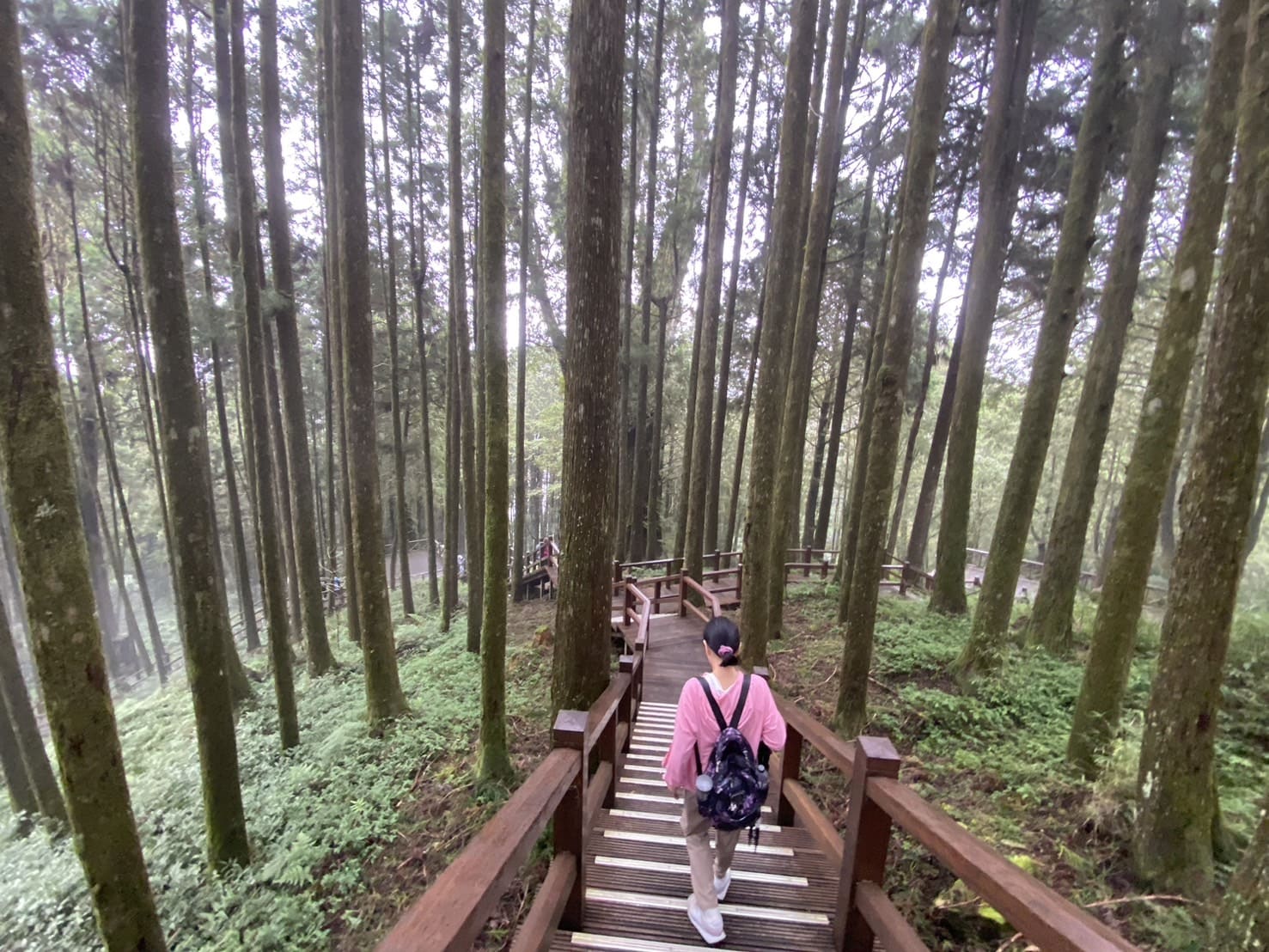 阿里山健行步道、巨木群棧道
