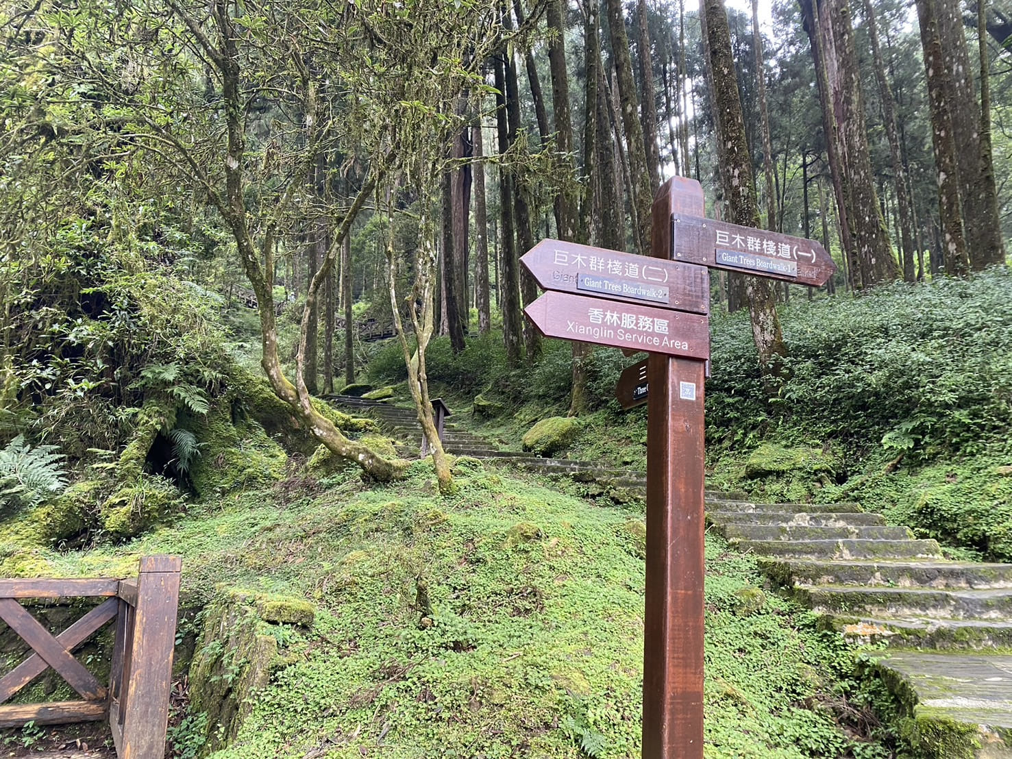 阿里山健行步道、巨木群棧道
