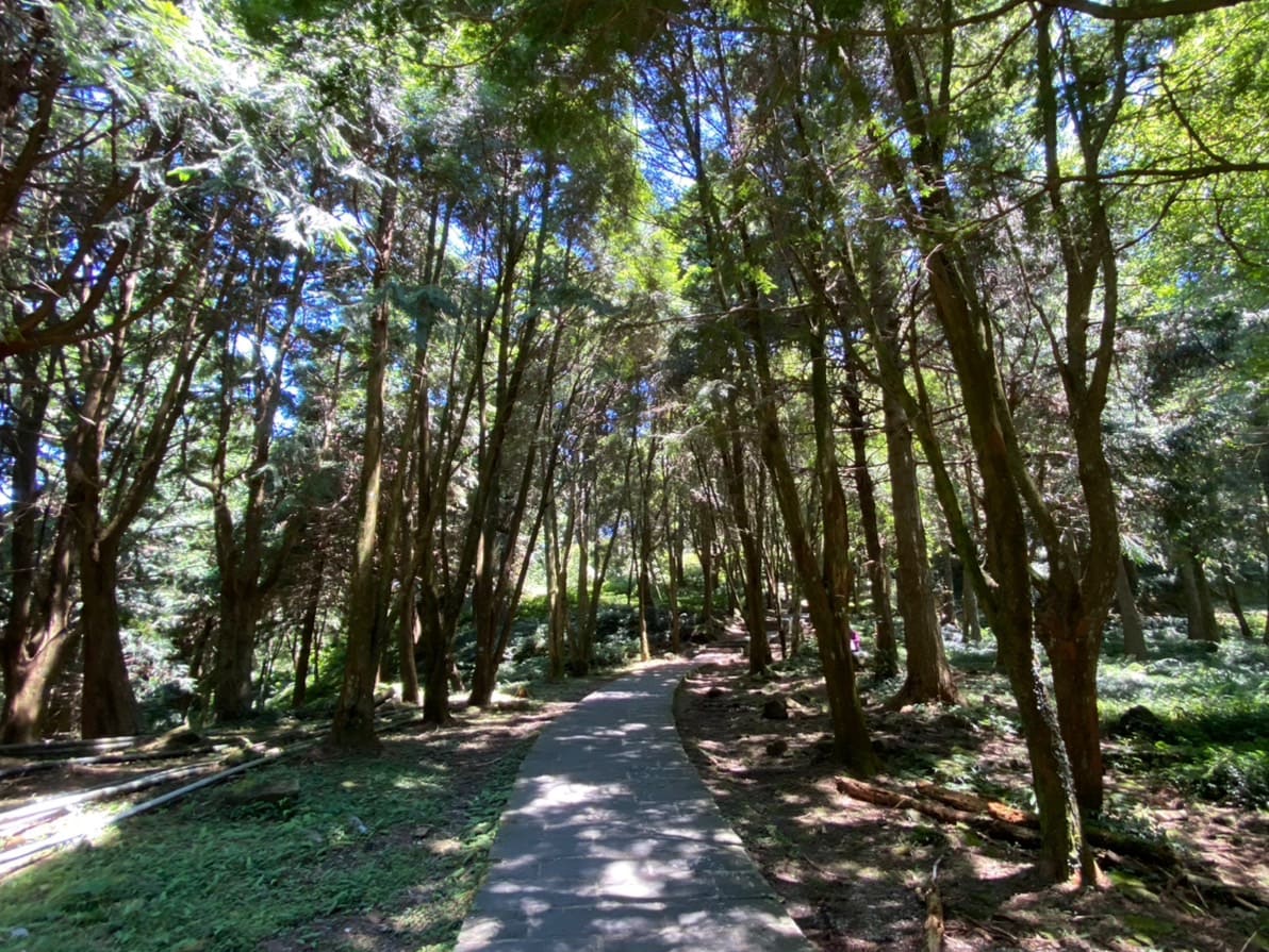 小百岳|東眼山登山路程紀錄|走訪優美高聳杉木林、桃園小百岳 - 第8張圖 東眼山自導式步道