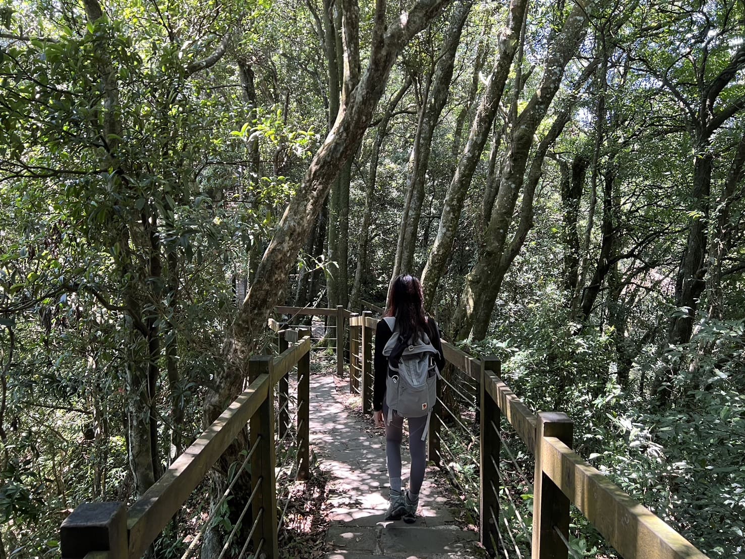 小百岳|東眼山登山路程紀錄|走訪優美高聳杉木林、桃園小百岳 - 第10張圖 東眼山自導式步道