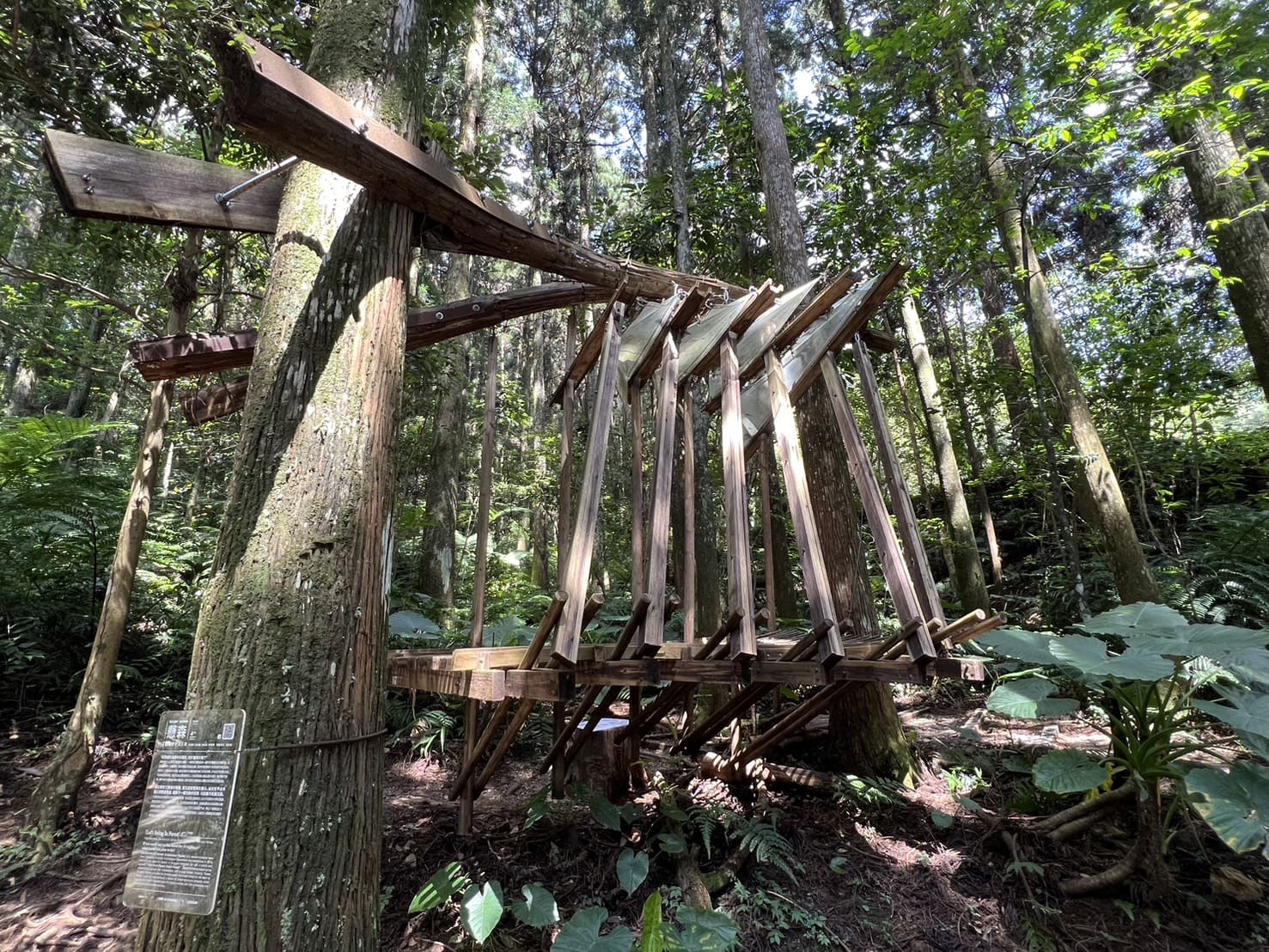 小百岳|東眼山登山路程紀錄|走訪優美高聳杉木林、桃園小百岳 - 第17張圖 東眼山觀景步道裝置藝術