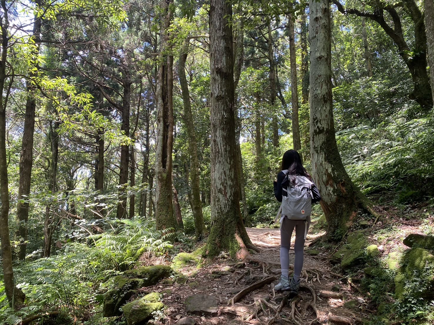 小百岳|東眼山登山路程紀錄|走訪優美高聳杉木林、桃園小百岳 - 第1張圖 桃園小百岳-東眼山登山路程紀錄