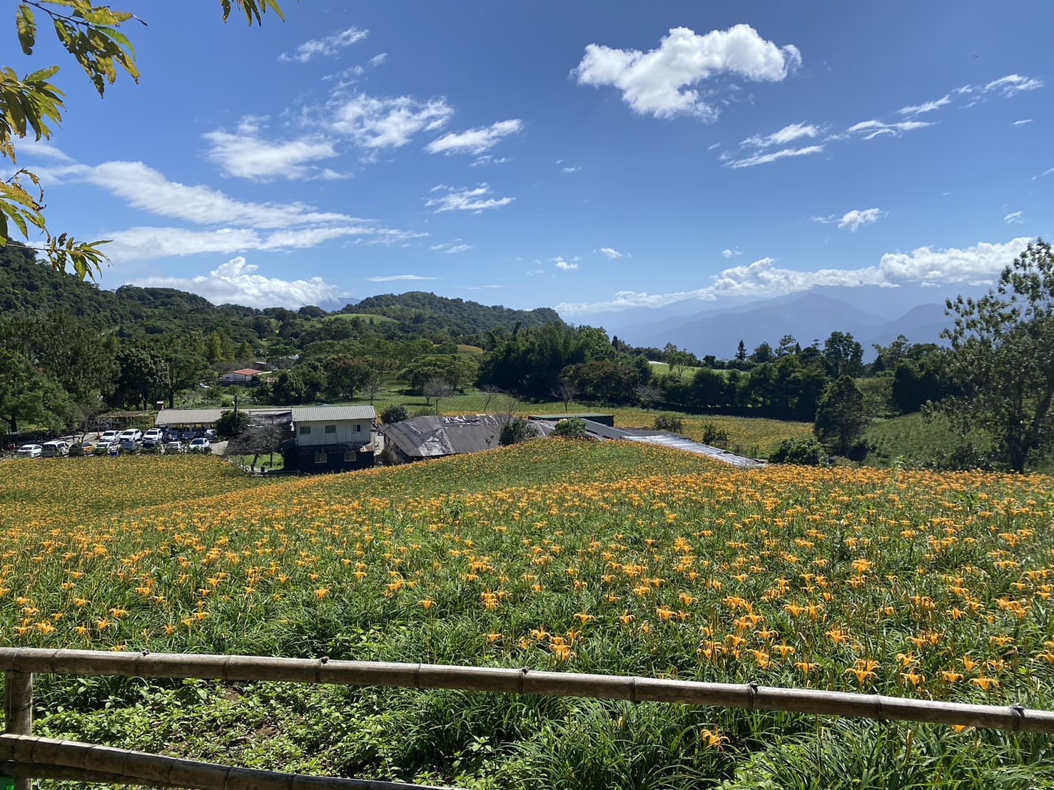 汪家古厝金針花海