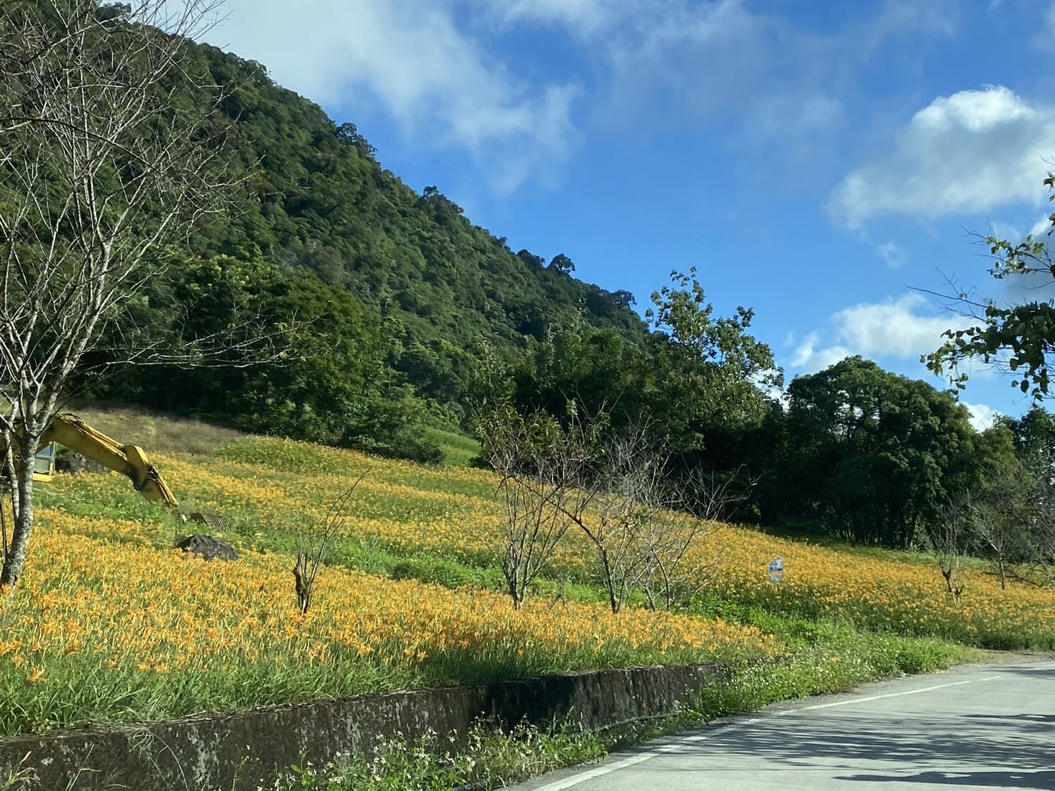 赤科山金針花季