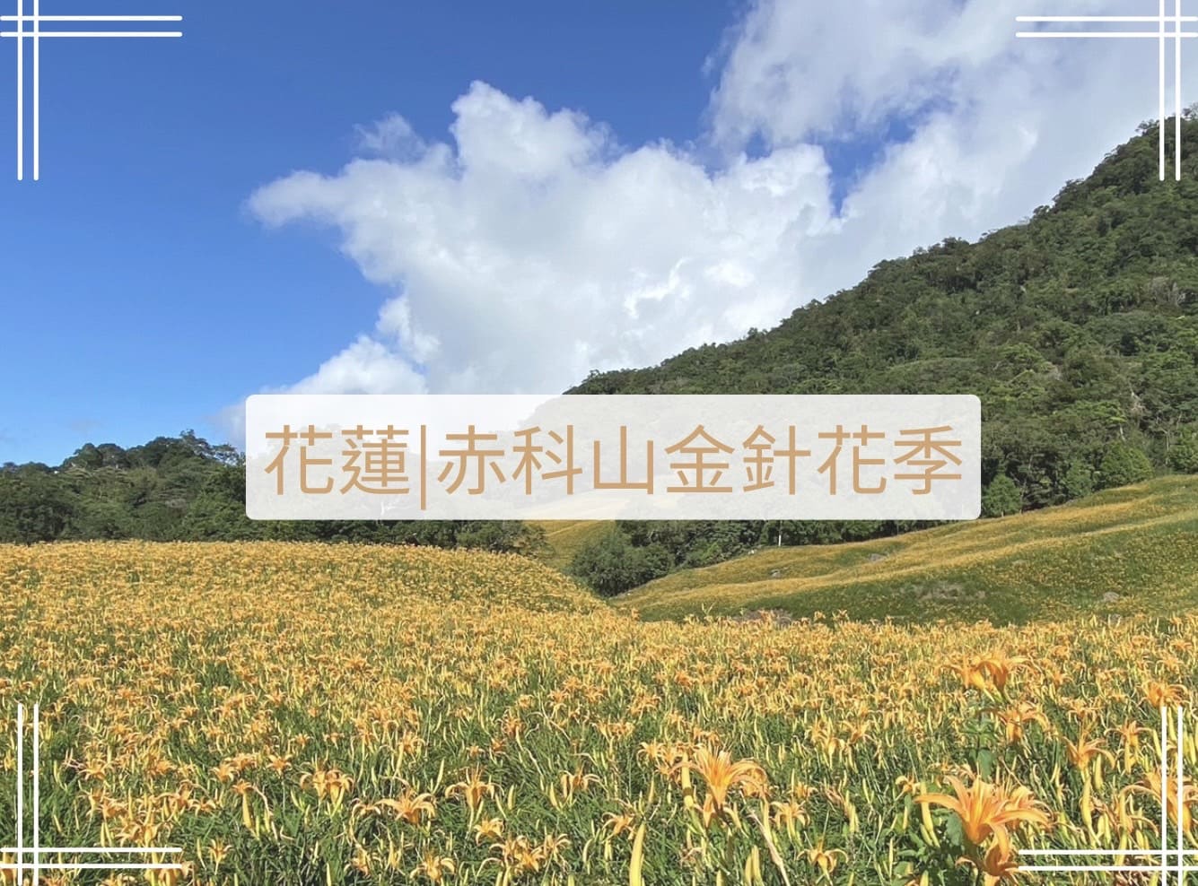 赤科山金針花海