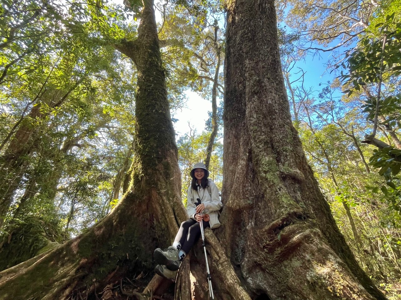 台中登山|橫沙笛縱走登山路程紀錄|享受山林間的療癒時光~橫嶺山、沙蓮山、笛吹山 - 第1張圖 橫沙笛縱走夫妻樹