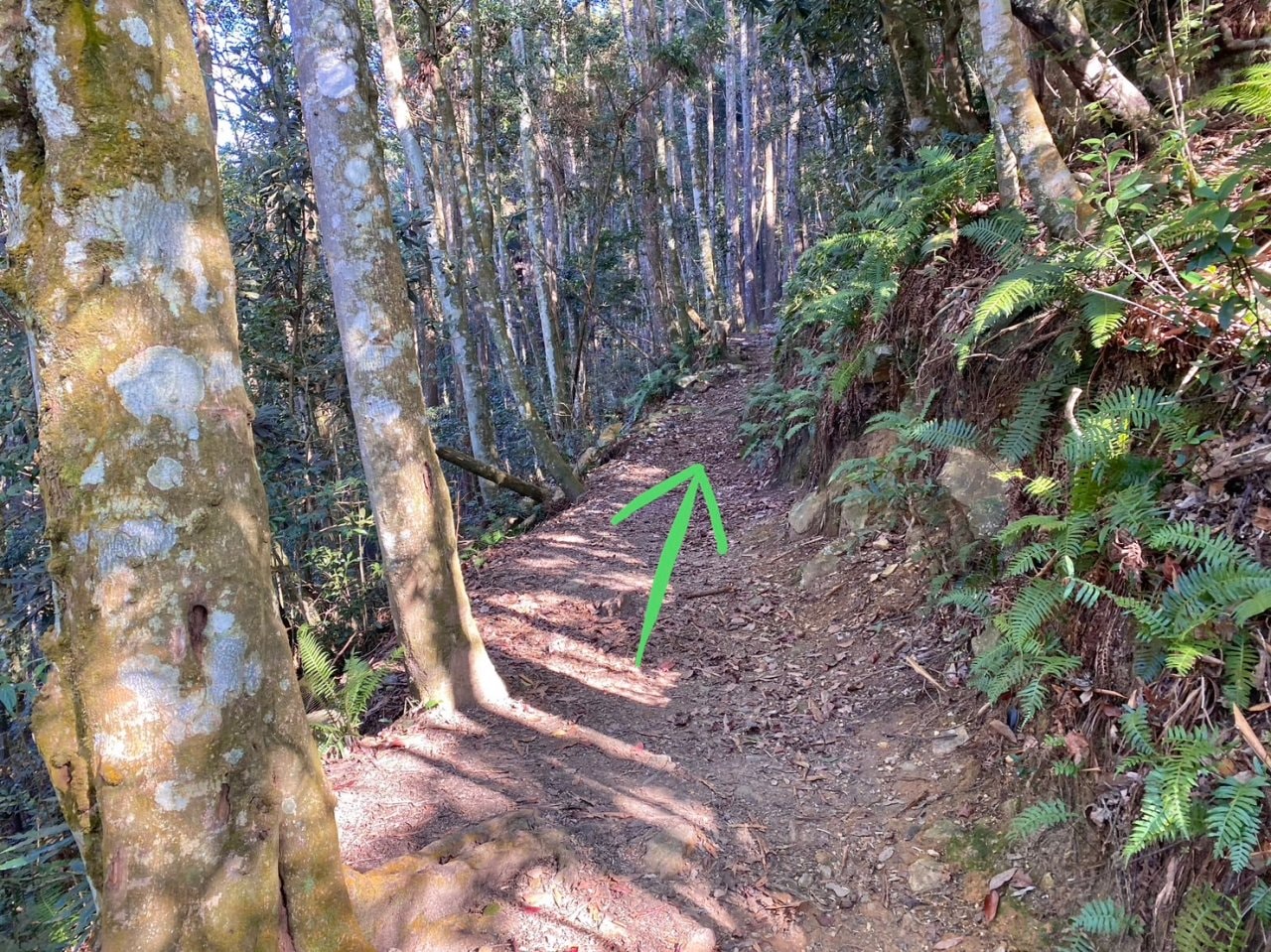 台中登山|橫沙笛縱走登山路程紀錄|享受山林間的療癒時光~橫嶺山、沙蓮山、笛吹山 - 第32張圖 橫沙笛縱走