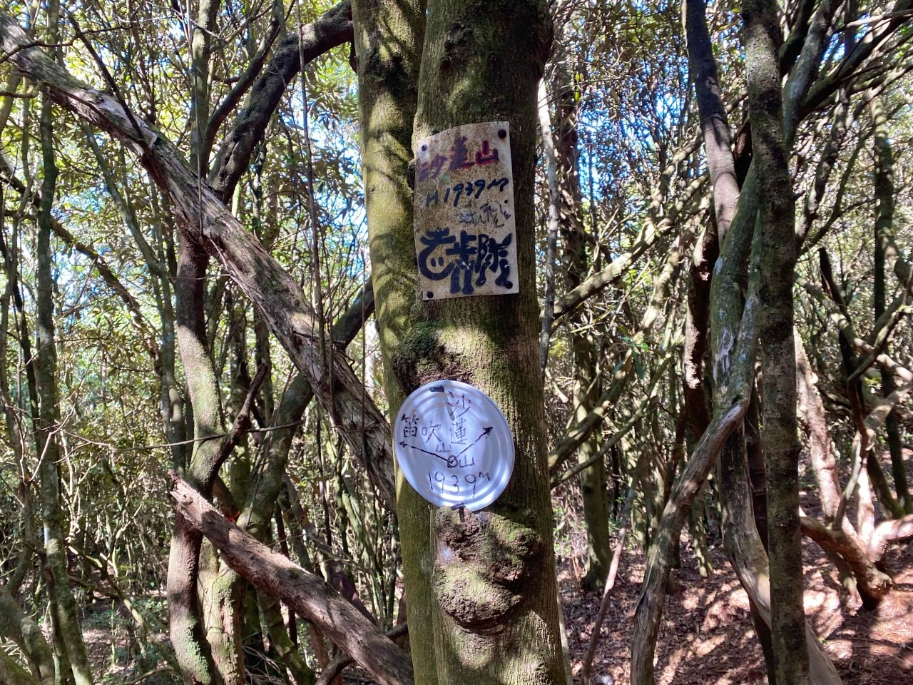 台中登山|橫沙笛縱走登山路程紀錄|享受山林間的療癒時光~橫嶺山、沙蓮山、笛吹山 - 第21張圖 橫沙笛縱走、沙蓮山