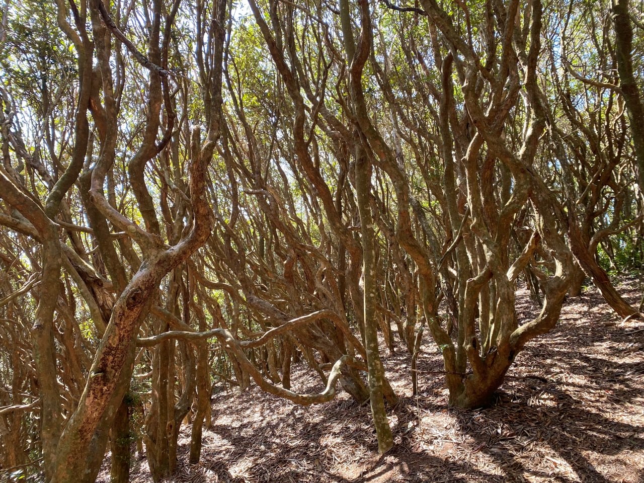 台中登山|橫沙笛縱走登山路程紀錄|享受山林間的療癒時光~橫嶺山、沙蓮山、笛吹山 - 第24張圖 橫沙笛縱走