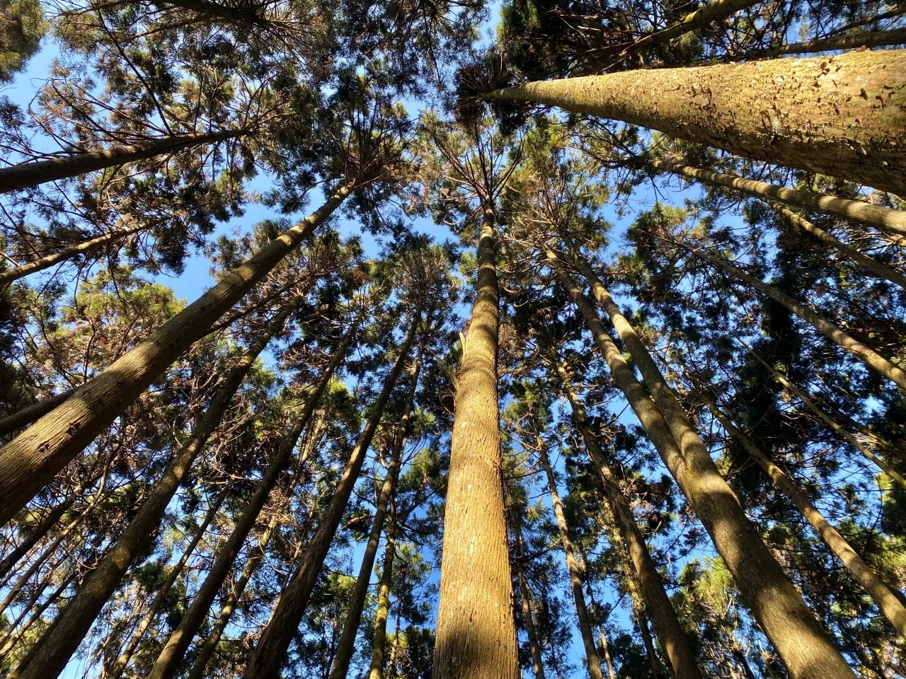 台中登山|橫沙笛縱走登山路程紀錄|享受山林間的療癒時光~橫嶺山、沙蓮山、笛吹山 - 第33張圖 橫沙笛縱走、橫嶺山步道
