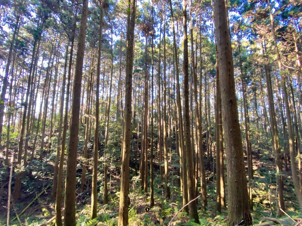 台中登山|橫沙笛縱走登山路程紀錄|享受山林間的療癒時光~橫嶺山、沙蓮山、笛吹山 - 第34張圖 橫沙笛縱走、橫嶺山步道