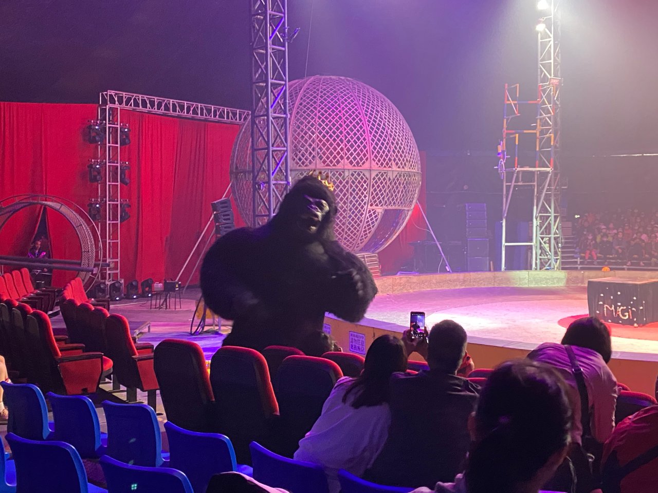 台中|后里瘋馬大馬戲團|精彩絕倫的特技表演太好看啦!!后里馬場一日遊 - 第6張圖 瘋馬大馬戲團金剛