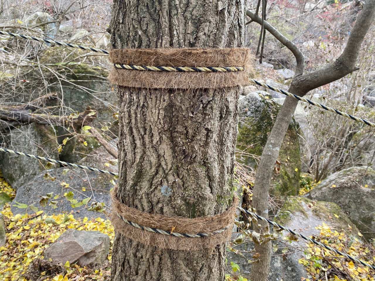 姑堂峰登山紀錄-保護樹幹
