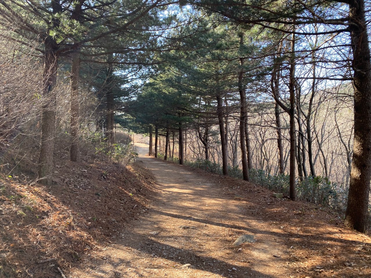姑堂峰登山紀錄-林蔭