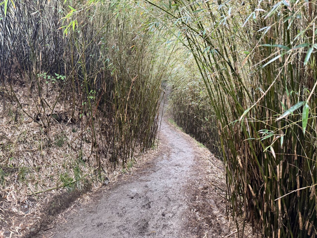 南投健行|小奇萊日出雲海美翻|登山資訊&路程紀錄分享 - 第15張圖 小奇萊步道