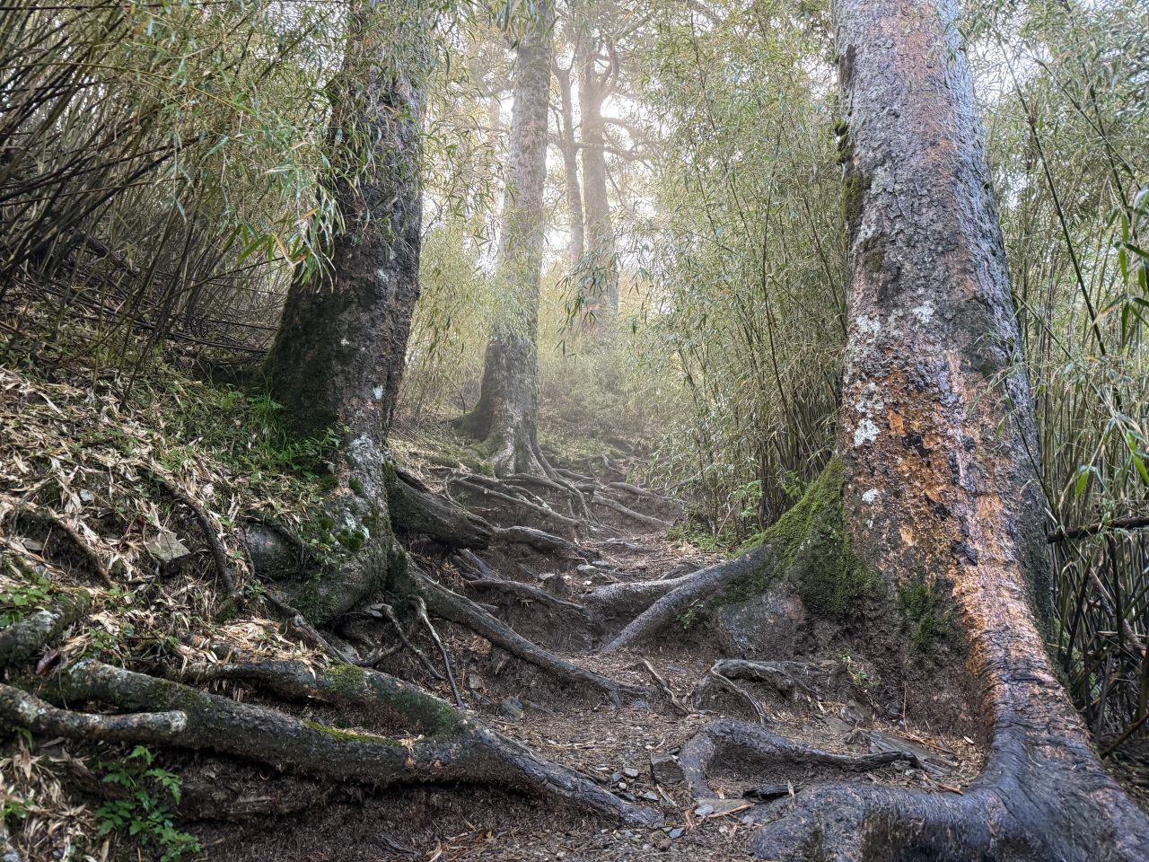 南投健行|小奇萊日出雲海美翻|登山資訊&路程紀錄分享 - 第16張圖 小奇萊步道