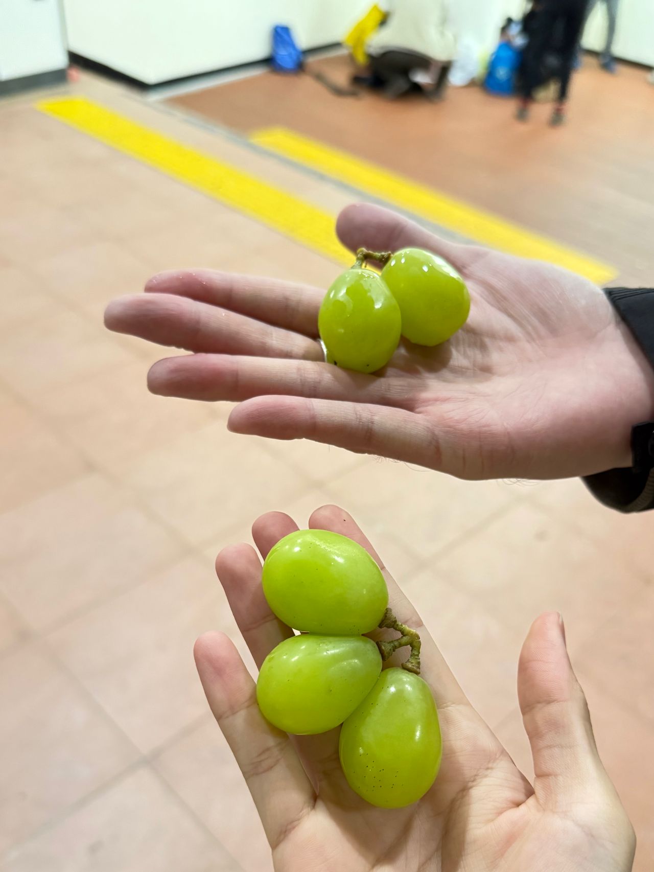 韓國｜濟州島漢拏山登山攻略｜城板岳線路程紀錄與登山資訊