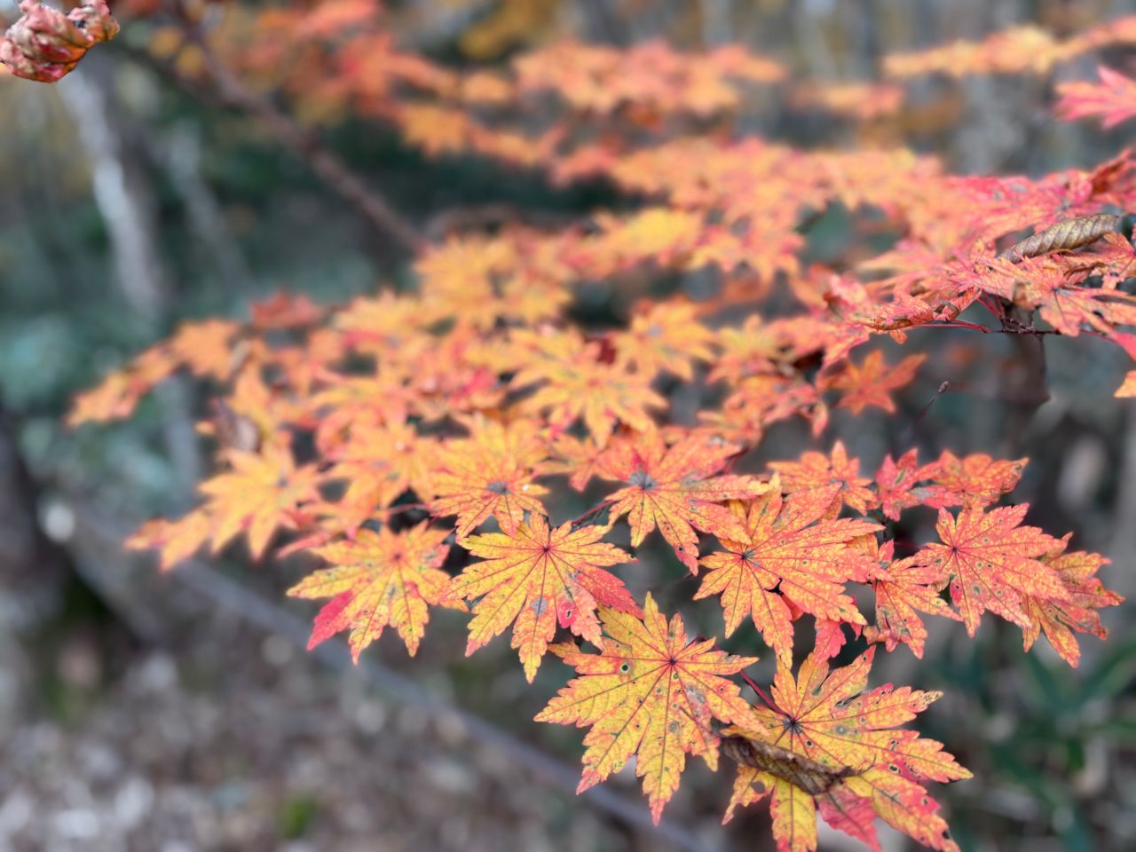 韓國｜濟州島漢拏山登山攻略｜城板岳線路程紀錄與登山資訊